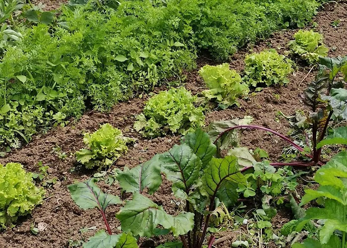 La Bouriotte Semesterbostad